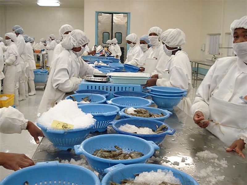 Fish Processing Marketing MacAlister Elliott Partners