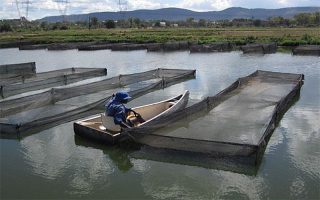 Aquaculture Lake Harvest