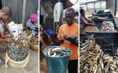 Data collecting and fish preparation